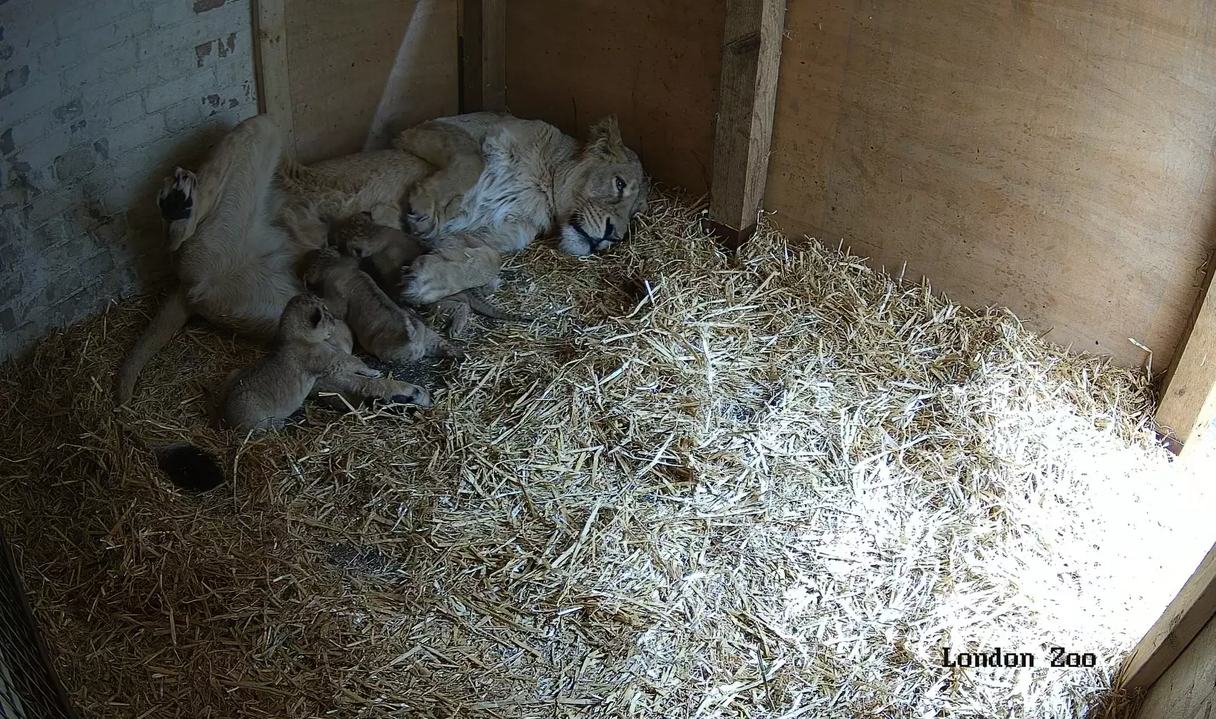 Image of lion cubs feeding from their mother.