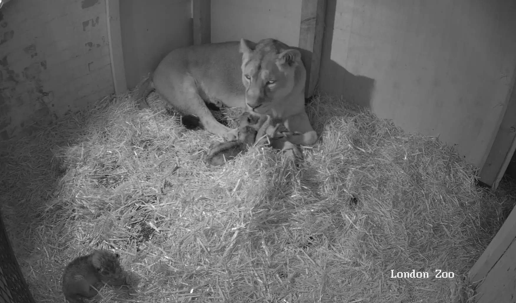 Image of new lion cubs and their mother.